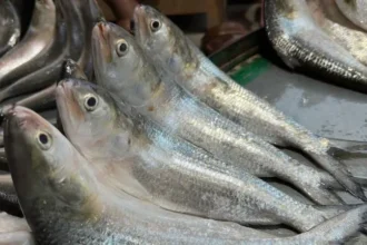 ganga-mein-hilsa-fish-ki-wapsi-chandauli-icar-cifri