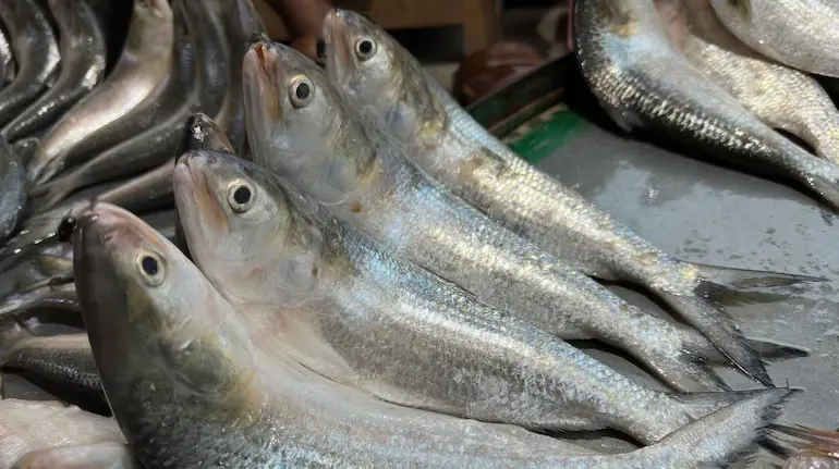 ganga-mein-hilsa-fish-ki-wapsi-chandauli-icar-cifri