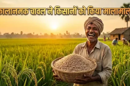 kalanamak-rice-price-150-production-five-times-buddha-rice