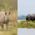 kaziranga-national-park-eco-sensitive-zone-10-km-to-1-km-harsh-goenka