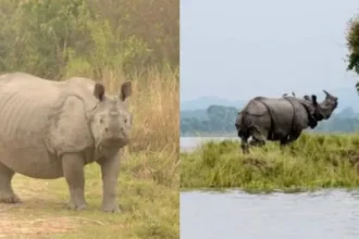 kaziranga-national-park-eco-sensitive-zone-10-km-to-1-km-harsh-goenka