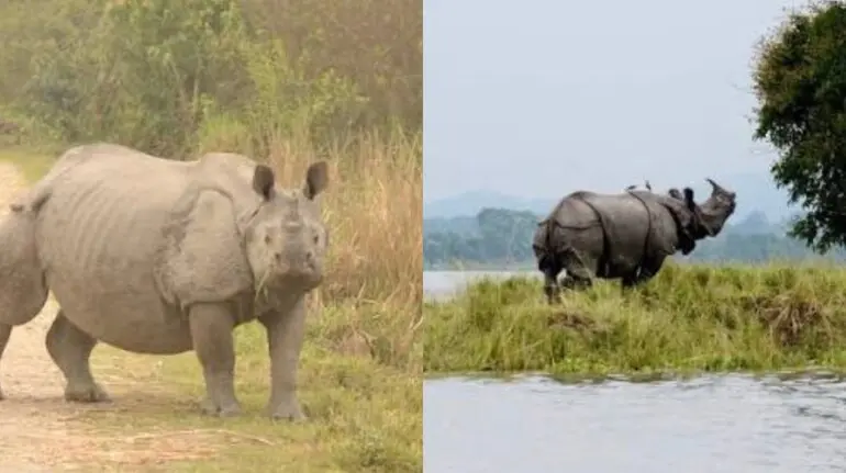 kaziranga-national-park-eco-sensitive-zone-10-km-to-1-km-harsh-goenka
