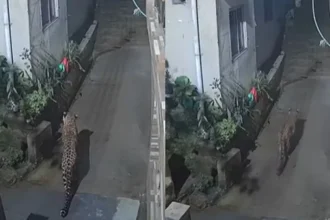 darjeeling-sadar-hospital-campus-leopard-cctv-video