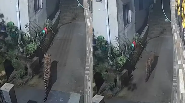 darjeeling-sadar-hospital-campus-leopard-cctv-video