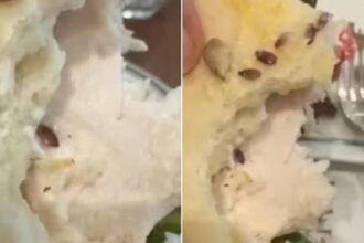 gurugram-paul-bakery-caesar-salad-live-worm-video-viral-apology