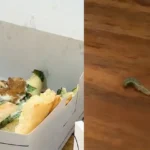 bengaluru-cafe-food-live-caterpillar-viral-video-hygiene-controversy