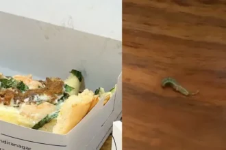 bengaluru-cafe-food-live-caterpillar-viral-video-hygiene-controversy