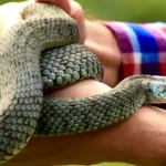 snakebite-in-india-13-lakh-cases-big-four-snakes