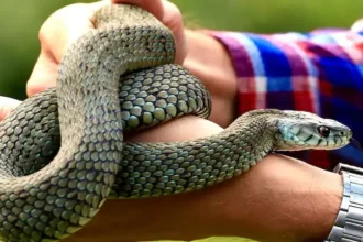 snakebite-in-india-13-lakh-cases-big-four-snakes