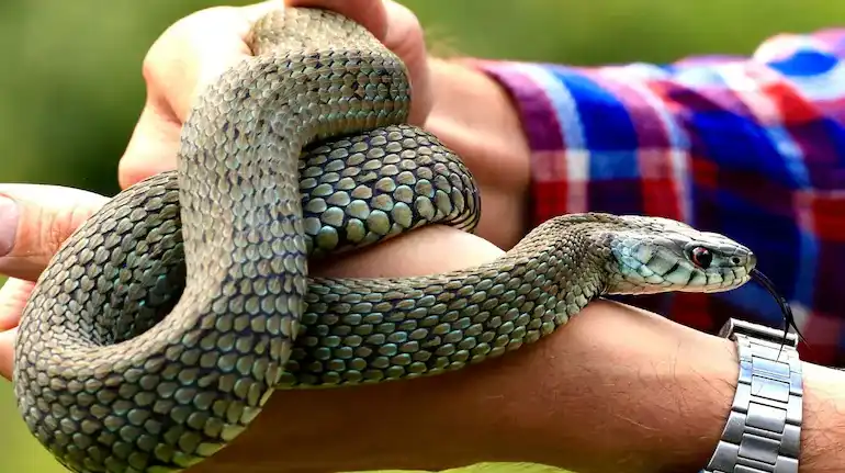 snakebite-in-india-13-lakh-cases-big-four-snakes