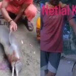 ganga-dolphin-viral-video-bihar-cycle-reel-controversy