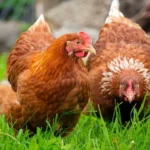 amazon-job-loss-woman-started-egg-business-with-six-chicks