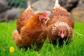 amazon-job-loss-woman-started-egg-business-with-six-chicks