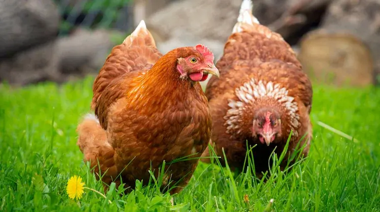 amazon-job-loss-woman-started-egg-business-with-six-chicks