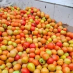 asia-ki-sabse-badi-tamatar-mandi-madanapalle-12-lakh-ton-tamatar-vyapar