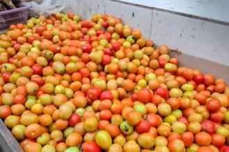 asia-ki-sabse-badi-tamatar-mandi-madanapalle-12-lakh-ton-tamatar-vyapar