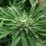 nepal-gandaki-cannabis-cultivation-legal-bihar-border-rules