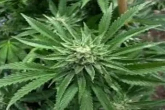 nepal-gandaki-cannabis-cultivation-legal-bihar-border-rules