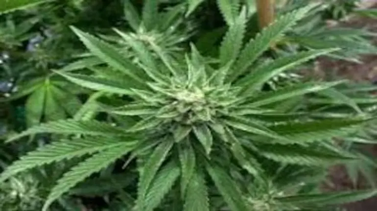 nepal-gandaki-cannabis-cultivation-legal-bihar-border-rules