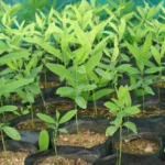 red-sandalwood-farming-profit-plant-price-20-years-hindi