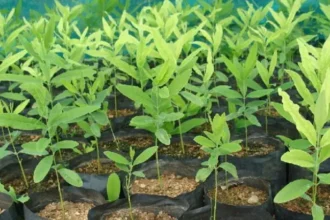 red-sandalwood-farming-profit-plant-price-20-years-hindi