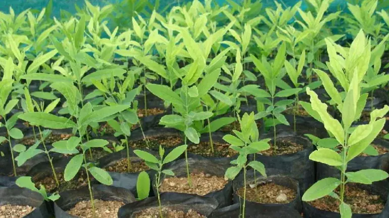 red-sandalwood-farming-profit-plant-price-20-years-hindi