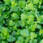 coriander-storage-tips-paper-towel-hack-keep-dhania-fresh-for-weeks