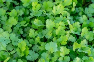 coriander-storage-tips-paper-towel-hack-keep-dhania-fresh-for-weeks