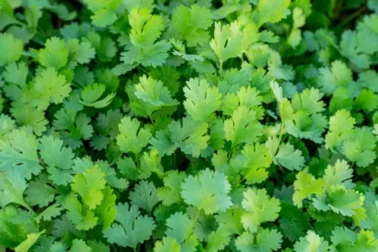 coriander-storage-tips-paper-towel-hack-keep-dhania-fresh-for-weeks