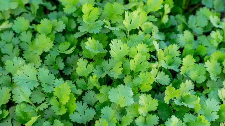 coriander-storage-tips-paper-towel-hack-keep-dhania-fresh-for-weeks