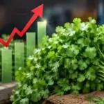 coriander-price-hike-dhania-price-rain-supply-crisis