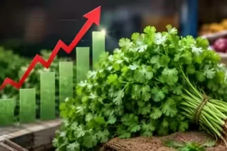 coriander-price-hike-dhania-price-rain-supply-crisis