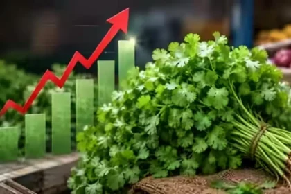 coriander-price-hike-dhania-price-rain-supply-crisis