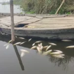 yamuna-fish-microplastic-delhi-vs-haryana-du-study