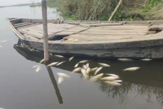 yamuna-fish-microplastic-delhi-vs-haryana-du-study