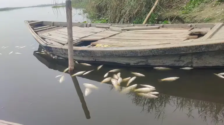 yamuna-fish-microplastic-delhi-vs-haryana-du-study