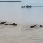 nepal-flood-elephants-reach-india-bahraich-viral-video