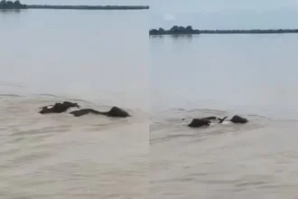nepal-flood-elephants-reach-india-bahraich-viral-video