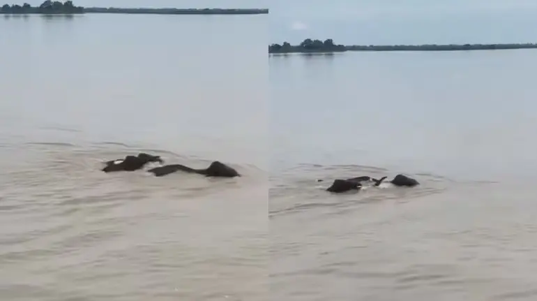 nepal-flood-elephants-reach-india-bahraich-viral-video