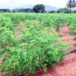anar-chhod-sahjan-ki-kheti-se-karodon-ki-kamai-success-story