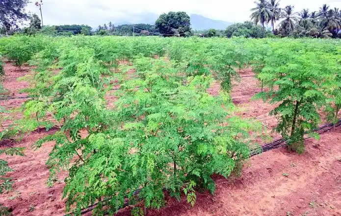 anar-chhod-sahjan-ki-kheti-se-karodon-ki-kamai-success-story