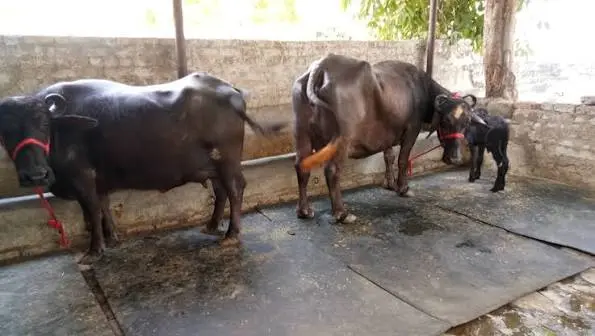 dairy-business-murrah-buffalo-mini-dairy