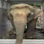 assam-flood-injured-elephant-joymoti-airlifted-vantara-treatment