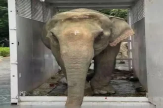 assam-flood-injured-elephant-joymoti-airlifted-vantara-treatment