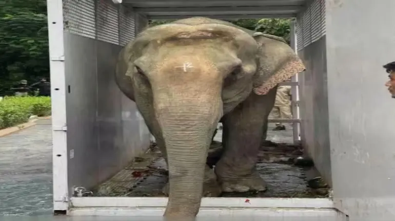 assam-flood-injured-elephant-joymoti-airlifted-vantara-treatment
