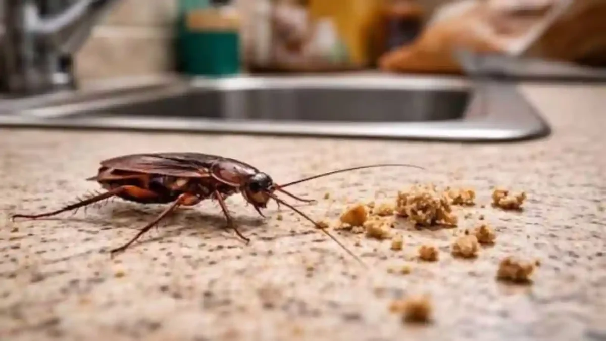 monsoon-cockroach-free-home-tips