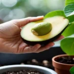 avocado-ghar-ki-balcony-me-ugane-ka-aasan-tarika
