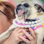 duniya-ka-sabse-badsurat-kutta-jinny-lou-worlds-ugliest-dog-contest-2026