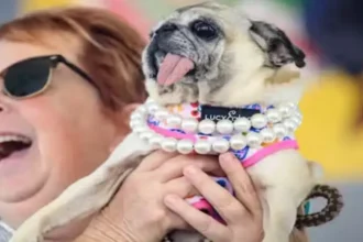 duniya-ka-sabse-badsurat-kutta-jinny-lou-worlds-ugliest-dog-contest-2026