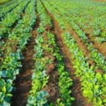 google-job-chhod-punjab-organic-farming-mantaj-sidhu-gill-organics